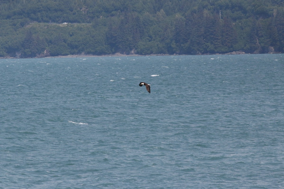 Bald Eagle - Johnathan Hruska