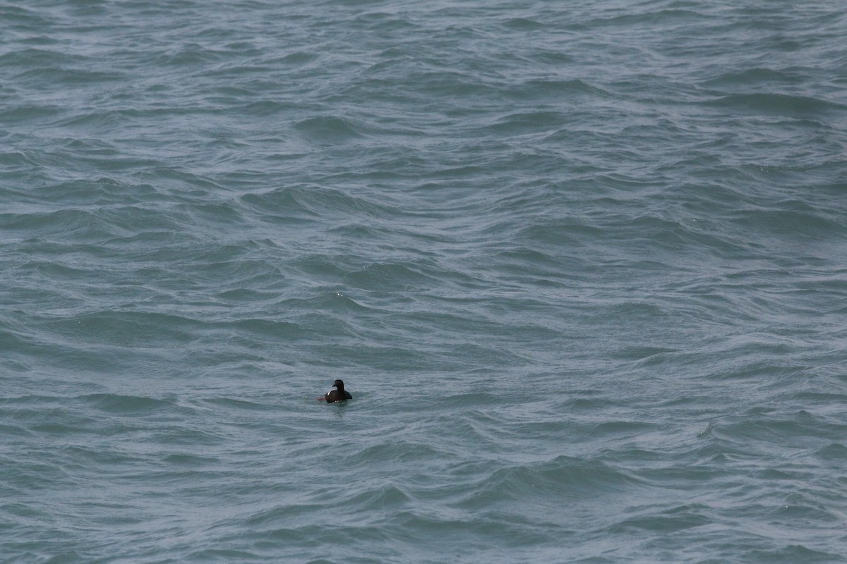 Pigeon Guillemot - ML168464611