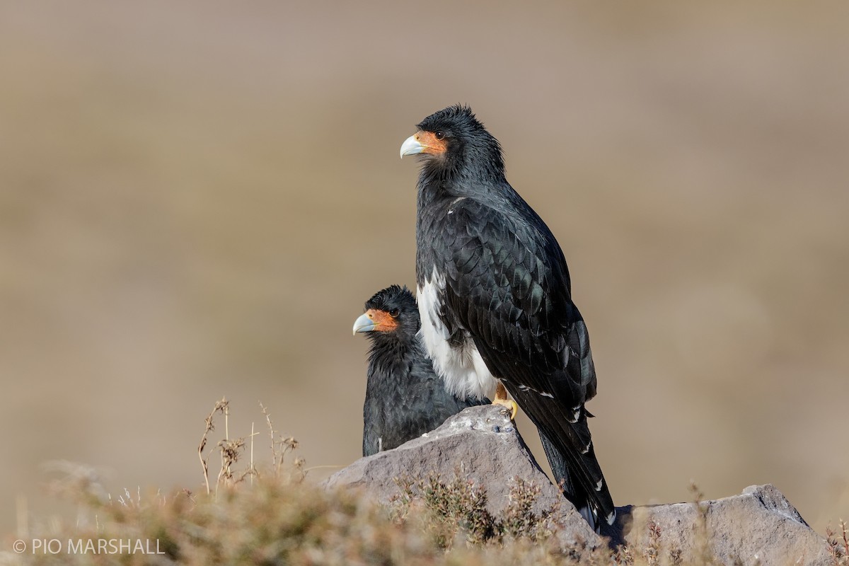 Mountain Caracara - ML168465301