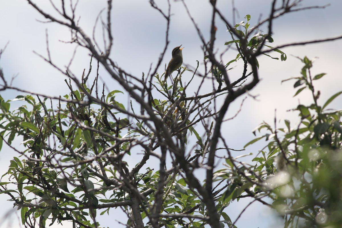 Arctic Warbler - ML168465531