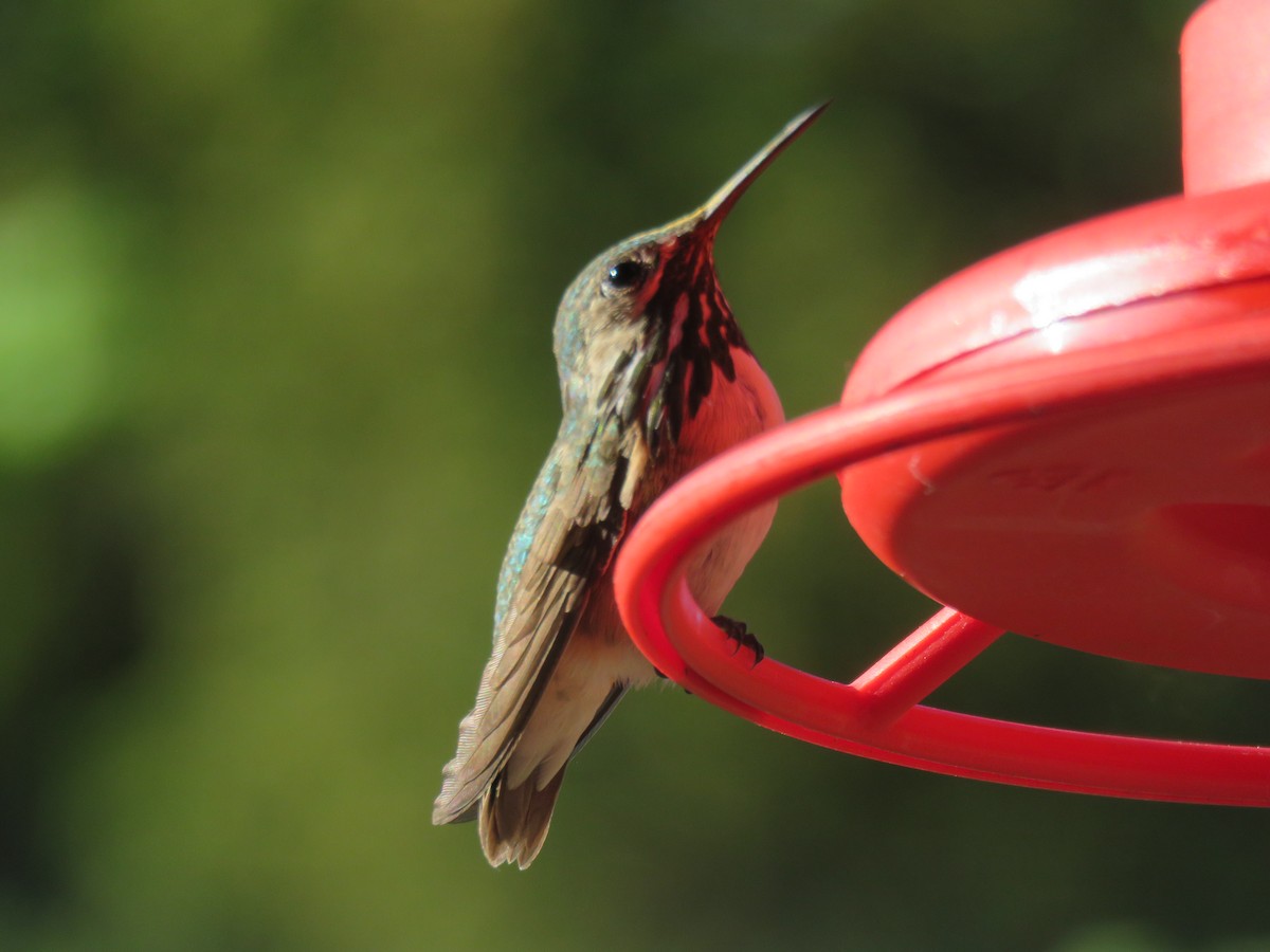 Calliope Hummingbird - Del Nelson