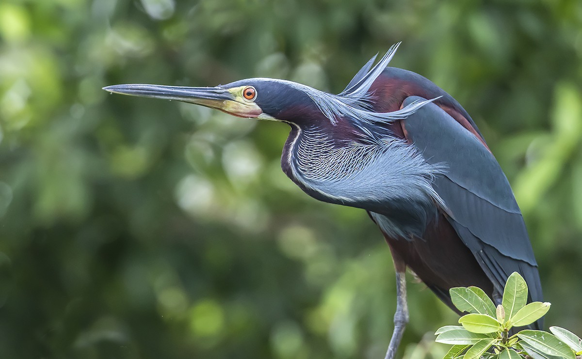 Agami Heron - ML168466901