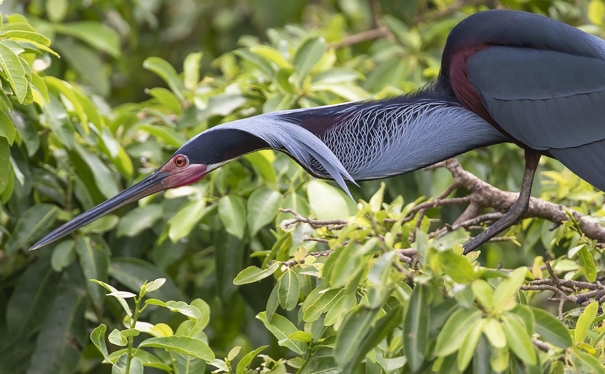 Agami Heron - Andrés Posada