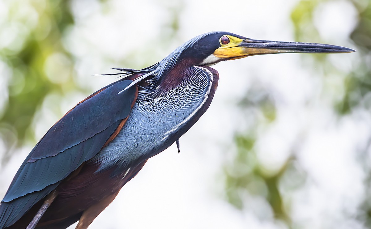 Agami Heron - ML168467031