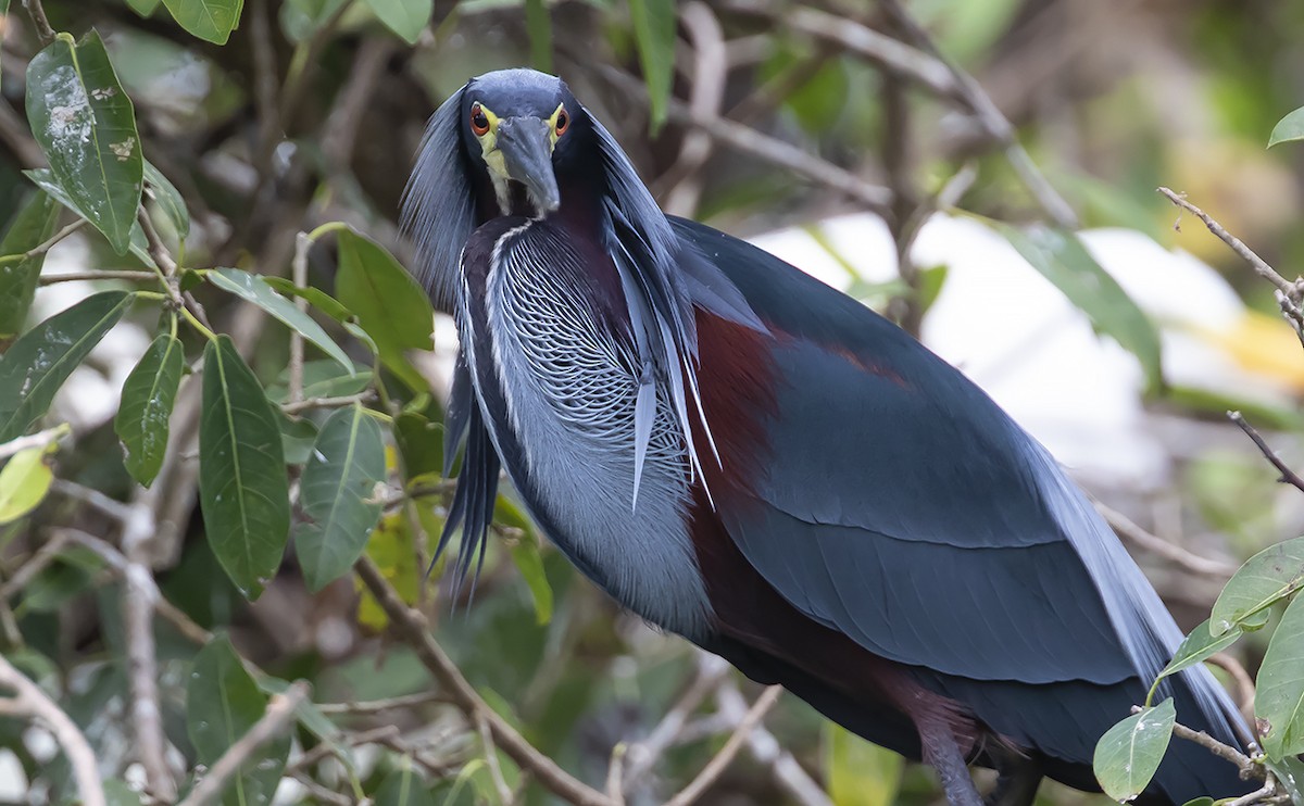 Agami Heron - ML168467171