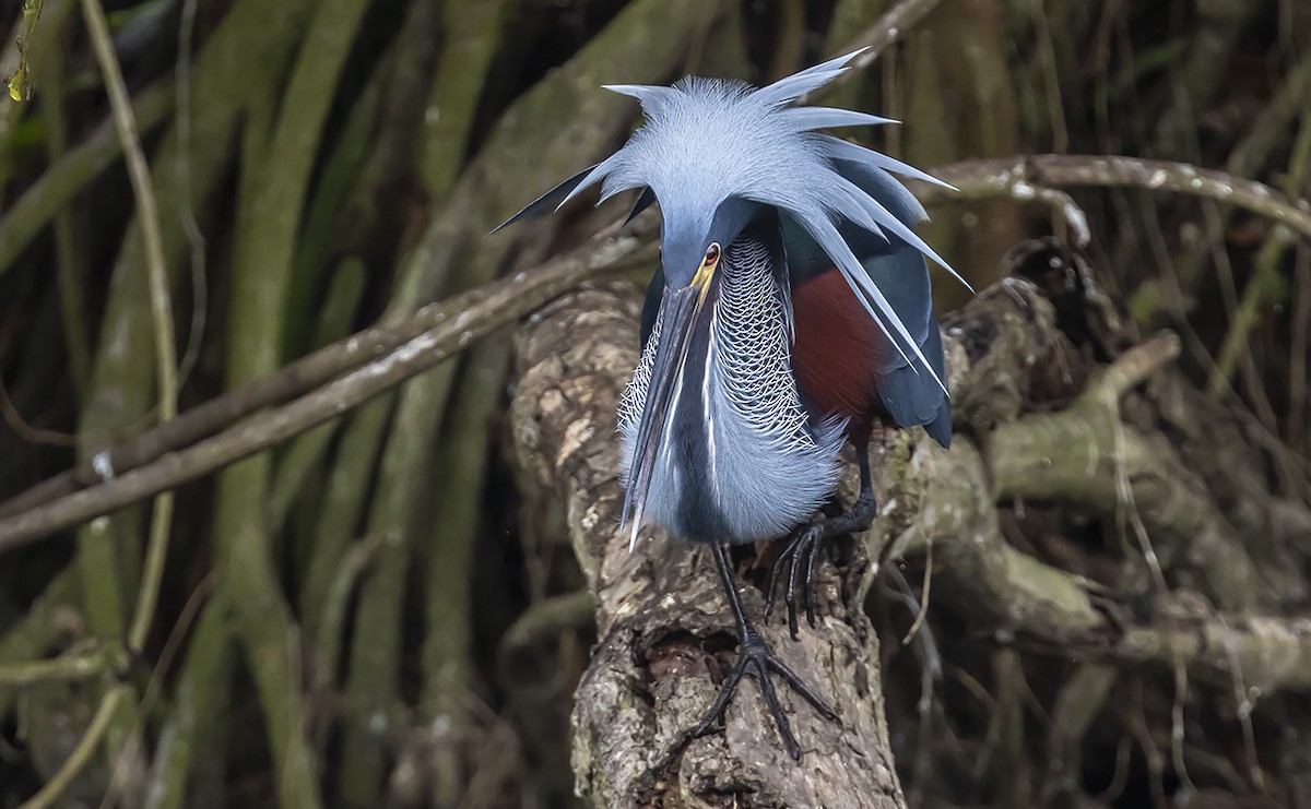 Agami Heron - Andrés Posada