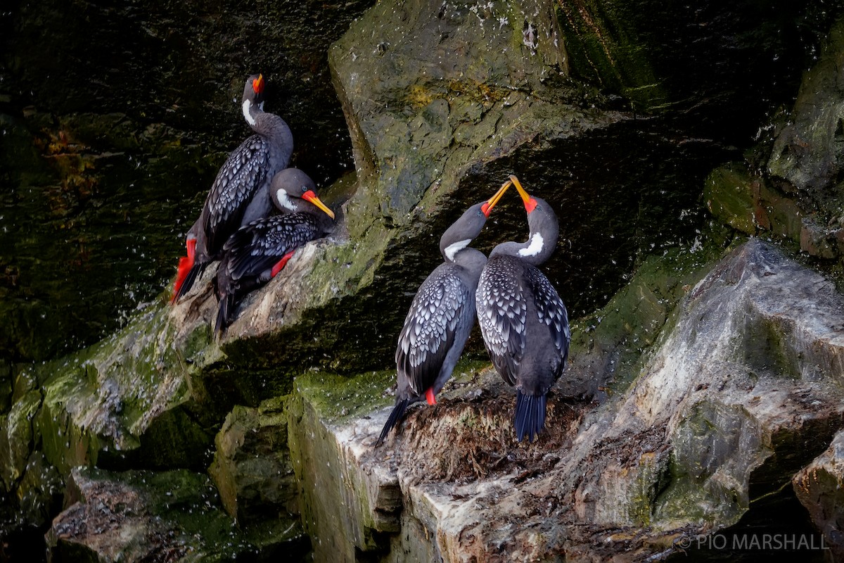 Red-legged Cormorant - Pio Marshall