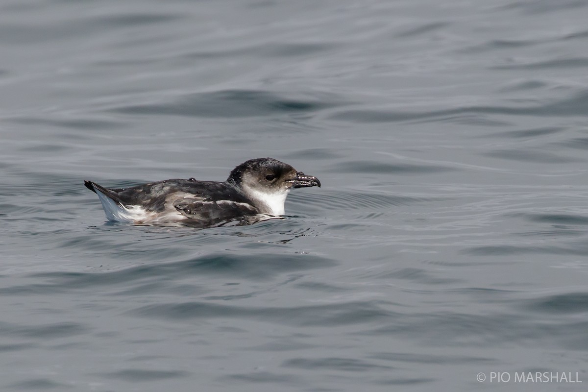 Puffinure de Garnot - ML168467481