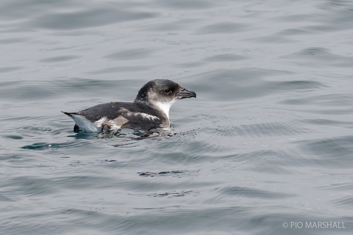 Puffinure de Garnot - ML168467491