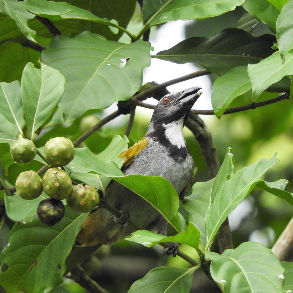 Black-headed Saltator - ML168467881