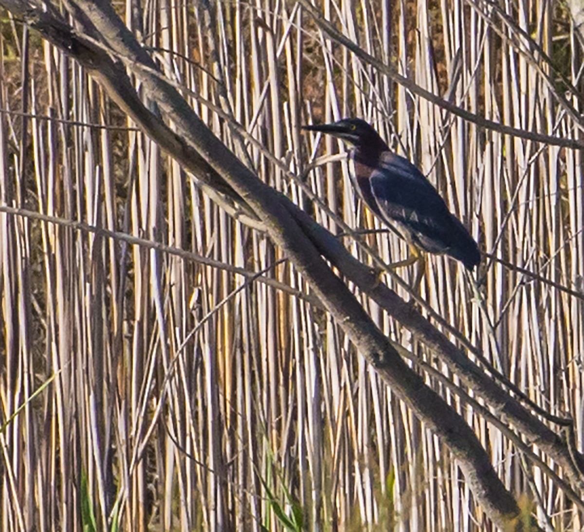 Green Heron - Jason Lott