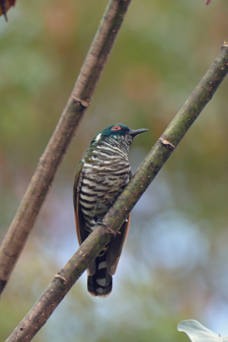 White-eared Bronze-Cuckoo - ML168468511