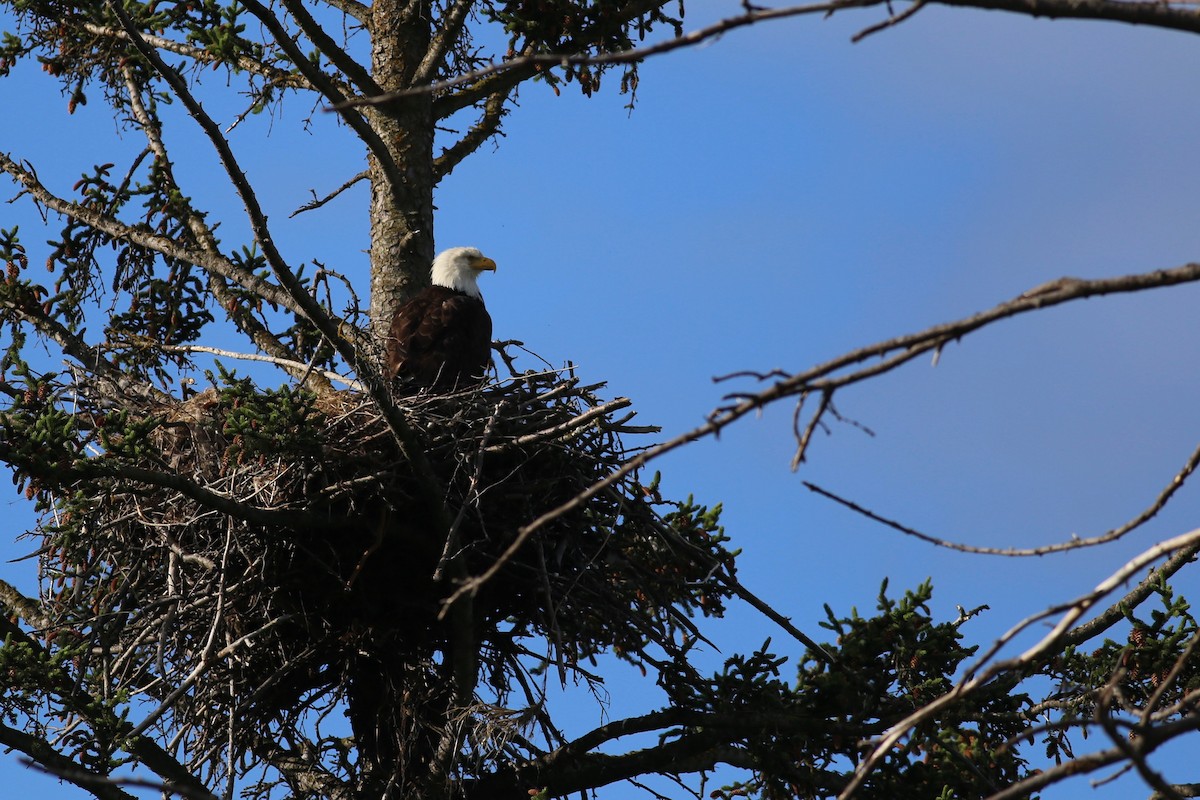 Bald Eagle - ML168469421