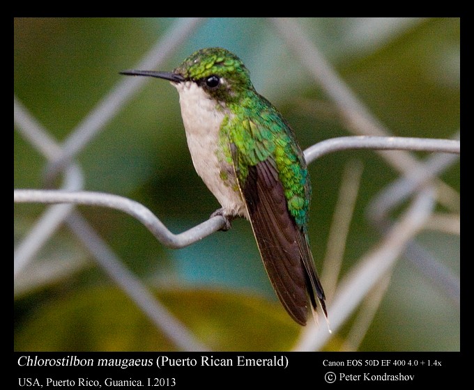 kolibřík portorický - ML168469661