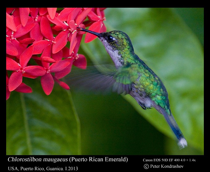 kolibřík portorický - ML168469671