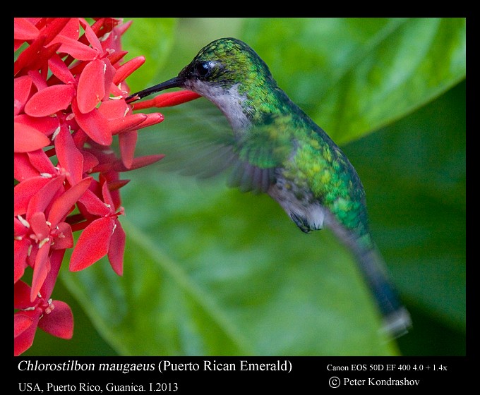 kolibřík portorický - ML168469681