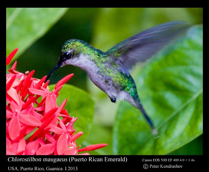 kolibřík portorický - ML168469691