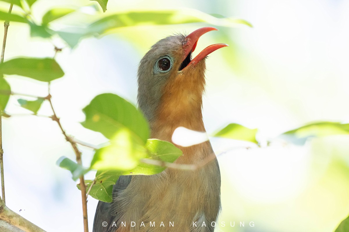 Red-billed Malkoha - ML168469771