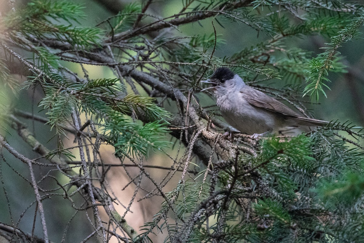 Eurasian Blackcap - ML168470191