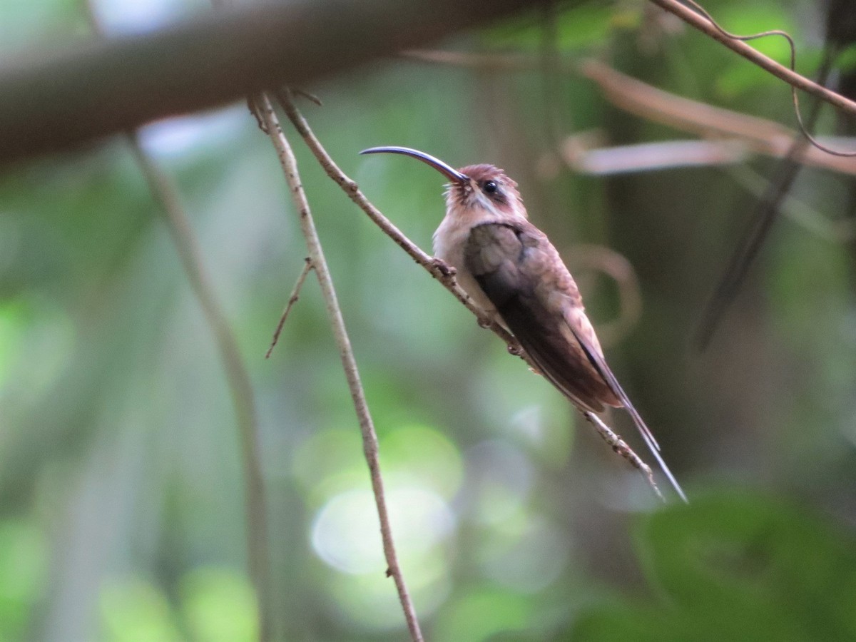 Long-billed Hermit (Central American) - ML168472691