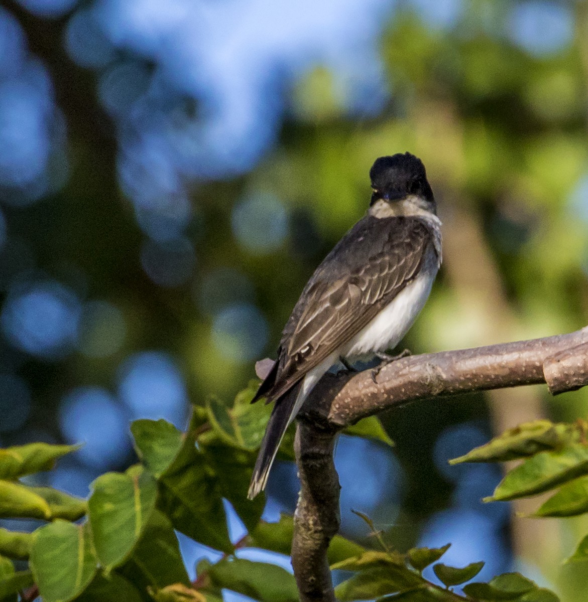 Eastern Kingbird - ML168476111