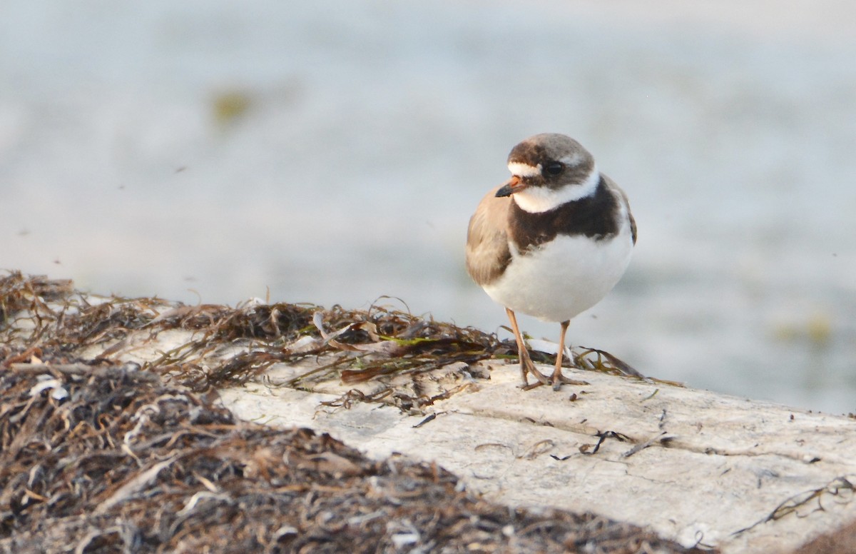 Common Ringed Plover - ML168476411