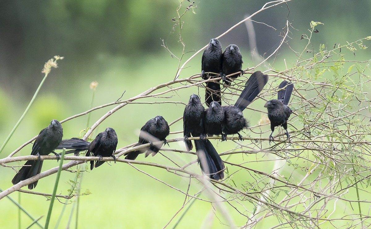 Smooth-billed Ani - ML168477991