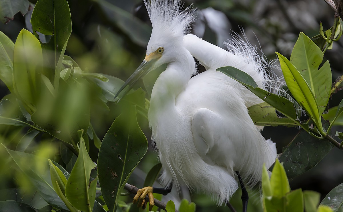 Snowy Egret - ML168481681