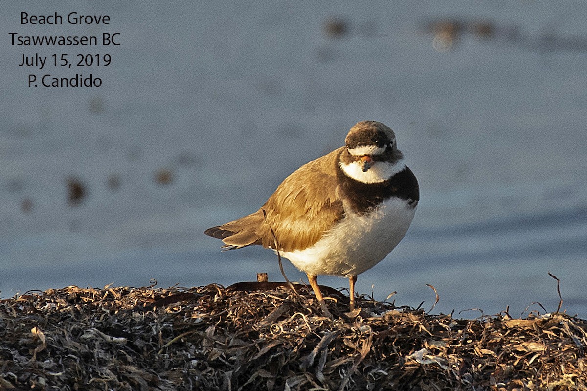 Common Ringed Plover - ML168481881