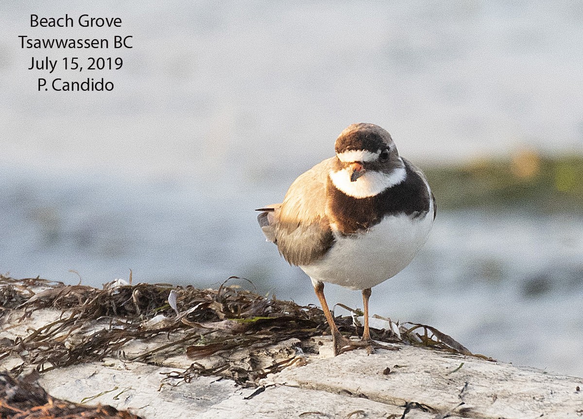 Common Ringed Plover - ML168481891