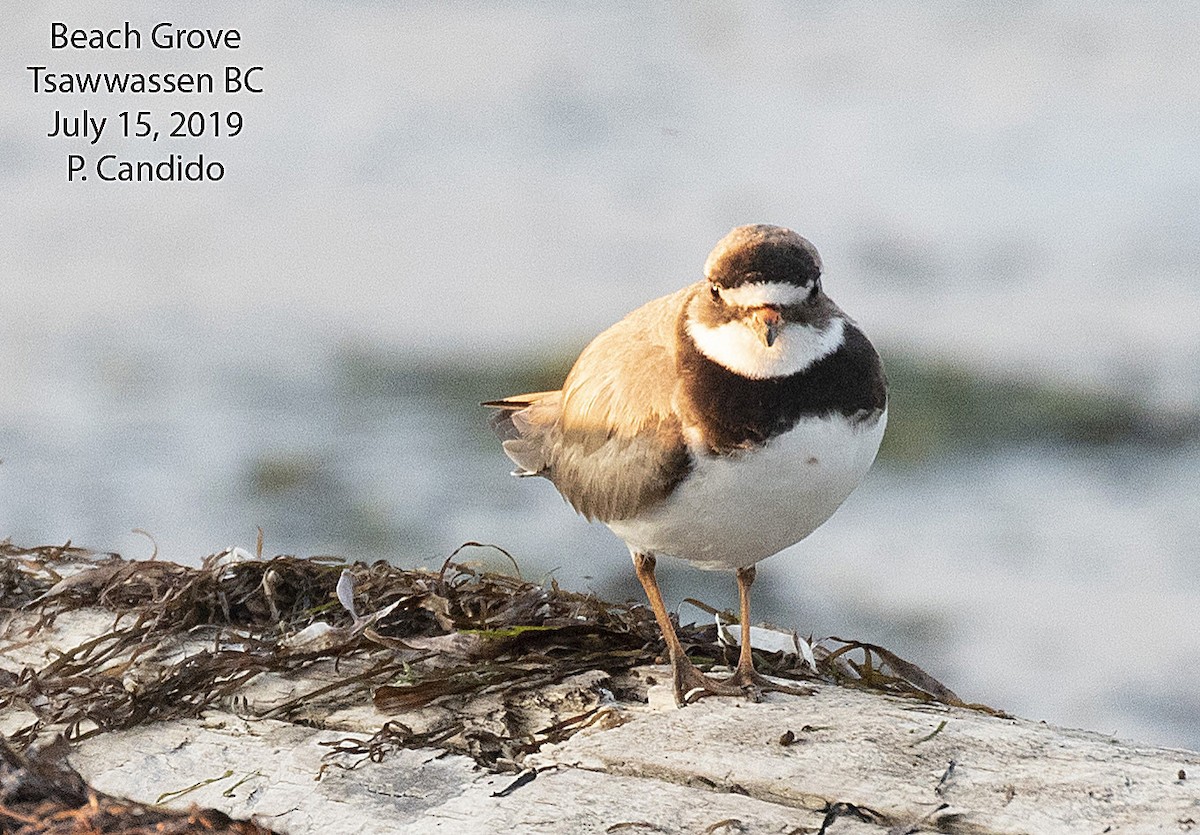 Common Ringed Plover - ML168481901
