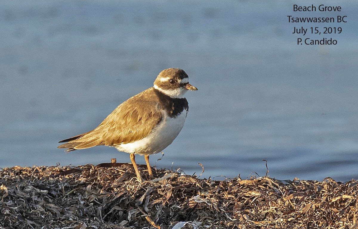 Common Ringed Plover - ML168481911