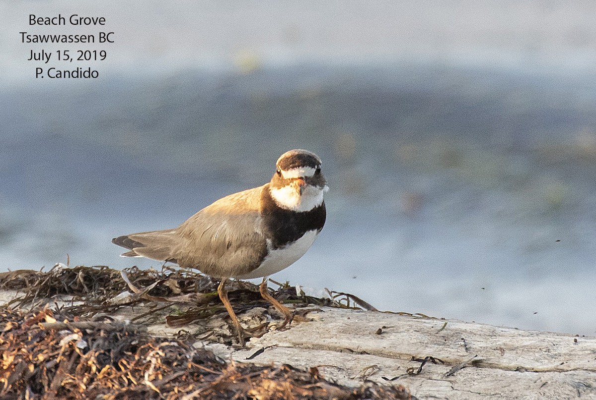 Common Ringed Plover - Peter Candido