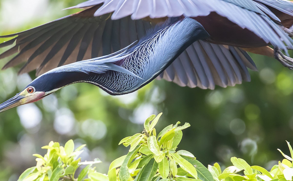 Agami Heron - ML168482121