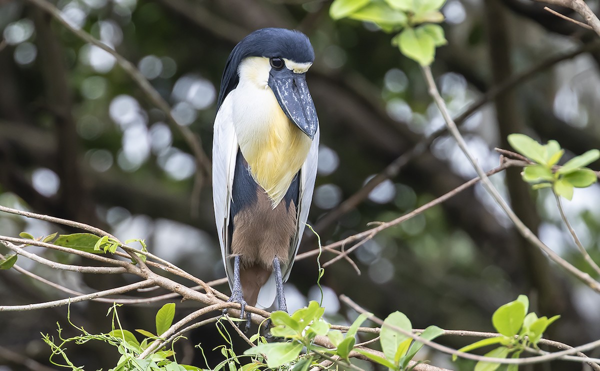 Boat-billed Heron - ML168482271