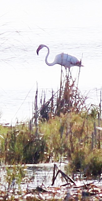 Greater Flamingo - ML168483061