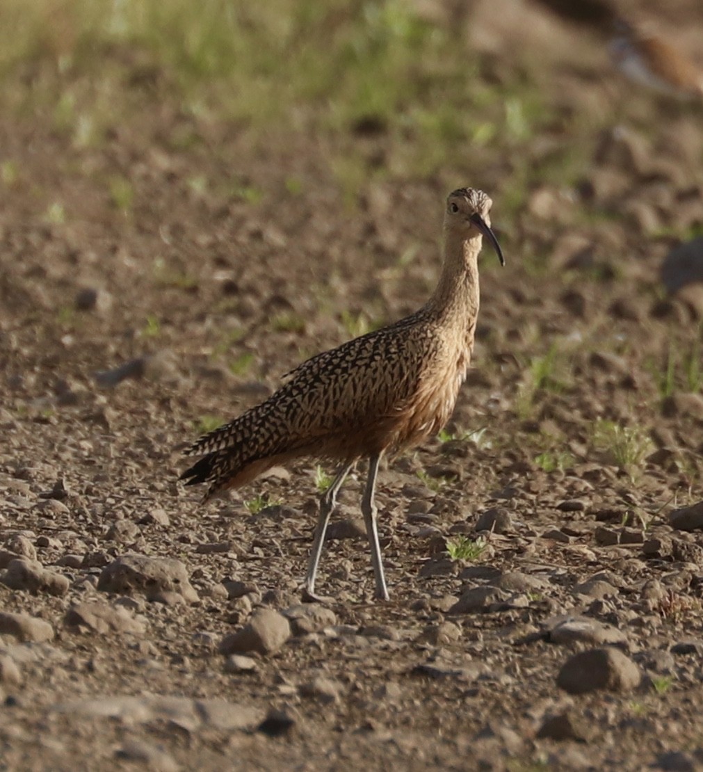 Long-billed Curlew - ML168483121