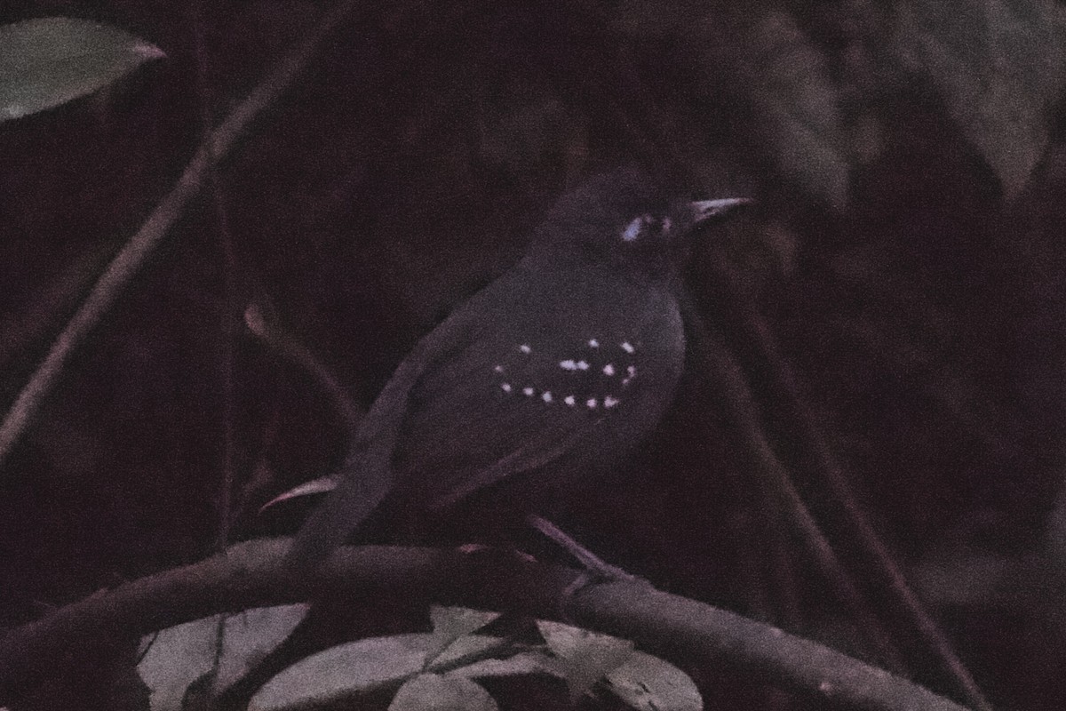 Plumbeous Antbird - ML168483361