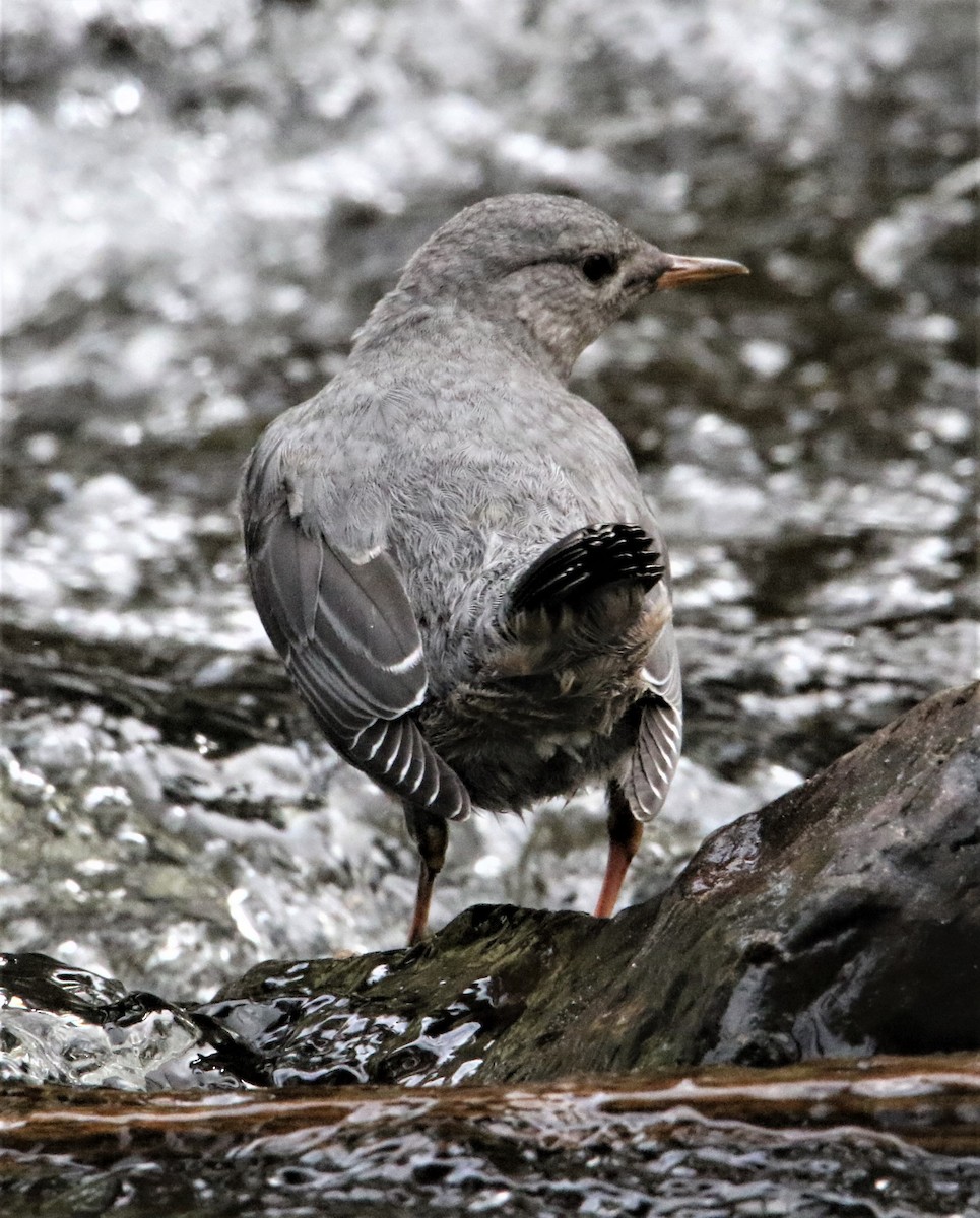 American Dipper (Northern) - ML168483421