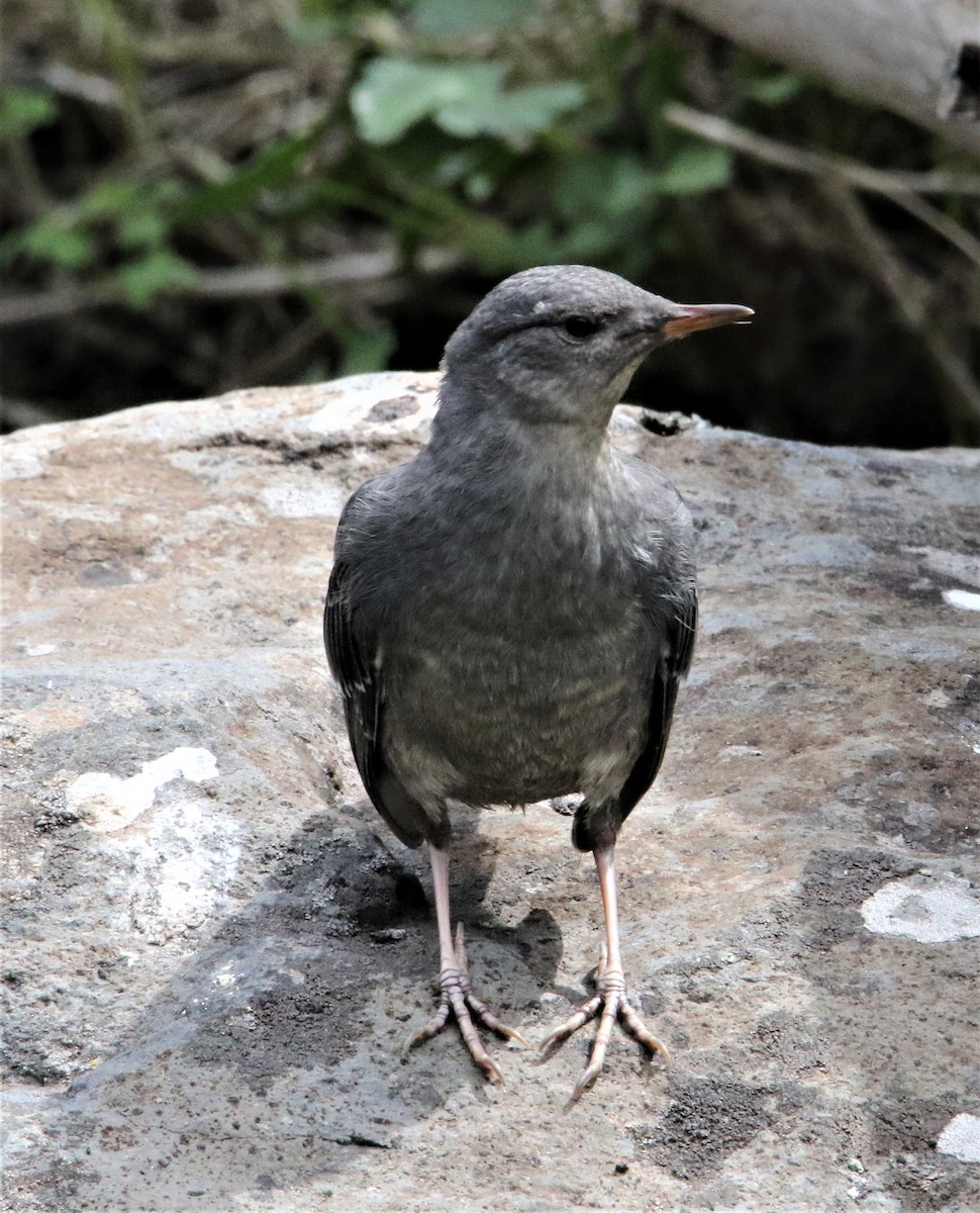 American Dipper (Northern) - ML168483431