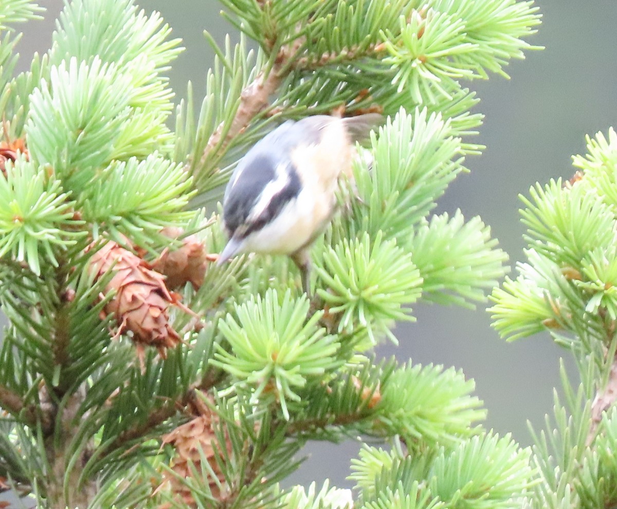 Red-breasted Nuthatch - ML168484341