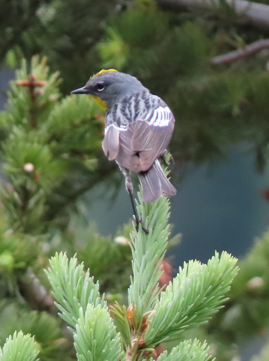 Yellow-rumped Warbler (Audubon's) - ML168484451
