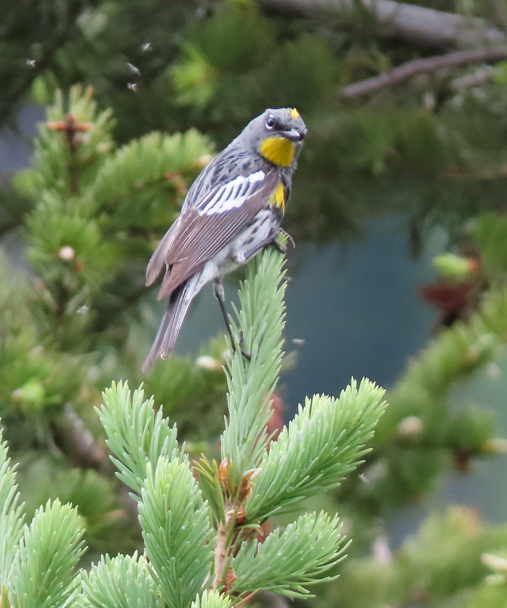 Yellow-rumped Warbler (Audubon's) - ML168484511