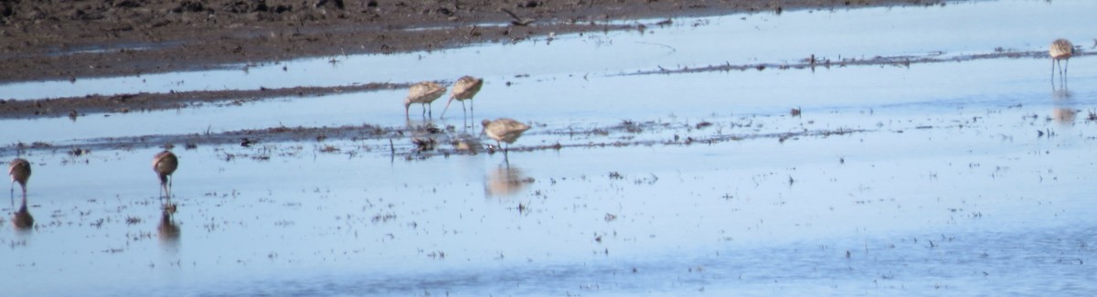 Marbled Godwit - ML168484551