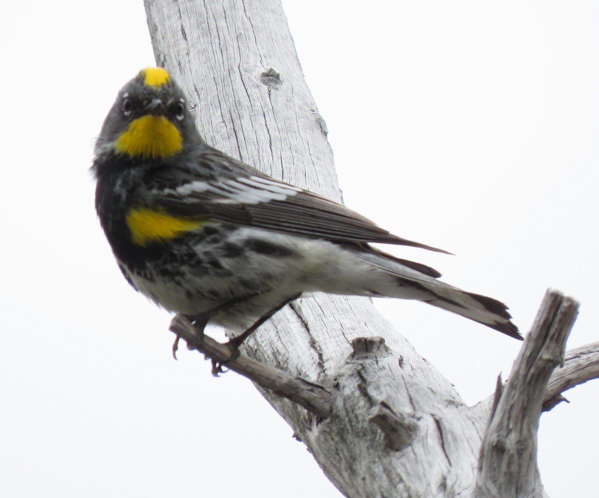 Yellow-rumped Warbler (Audubon's) - ML168484631