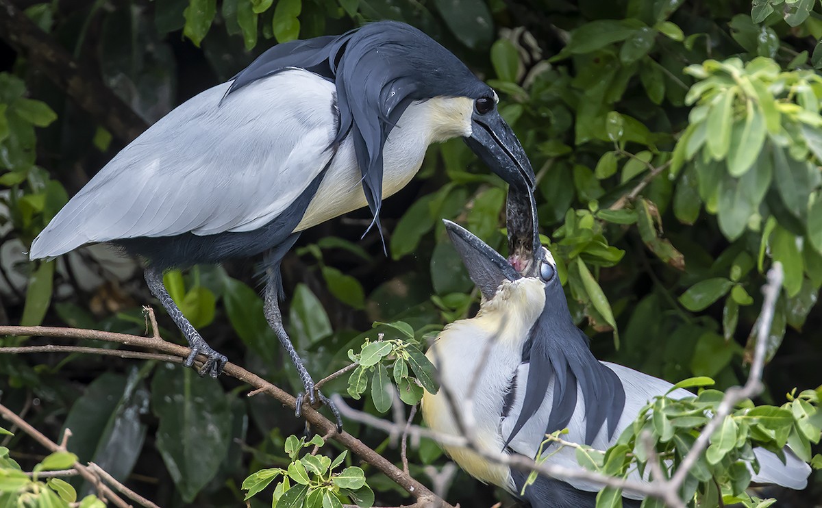 Boat-billed Heron - ML168485591