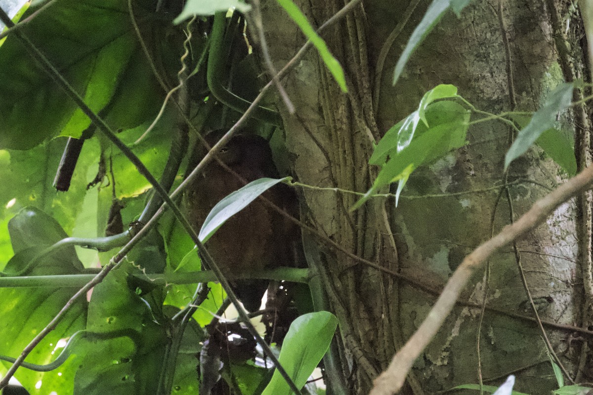 Tawny-bellied Screech-Owl - ML168485851