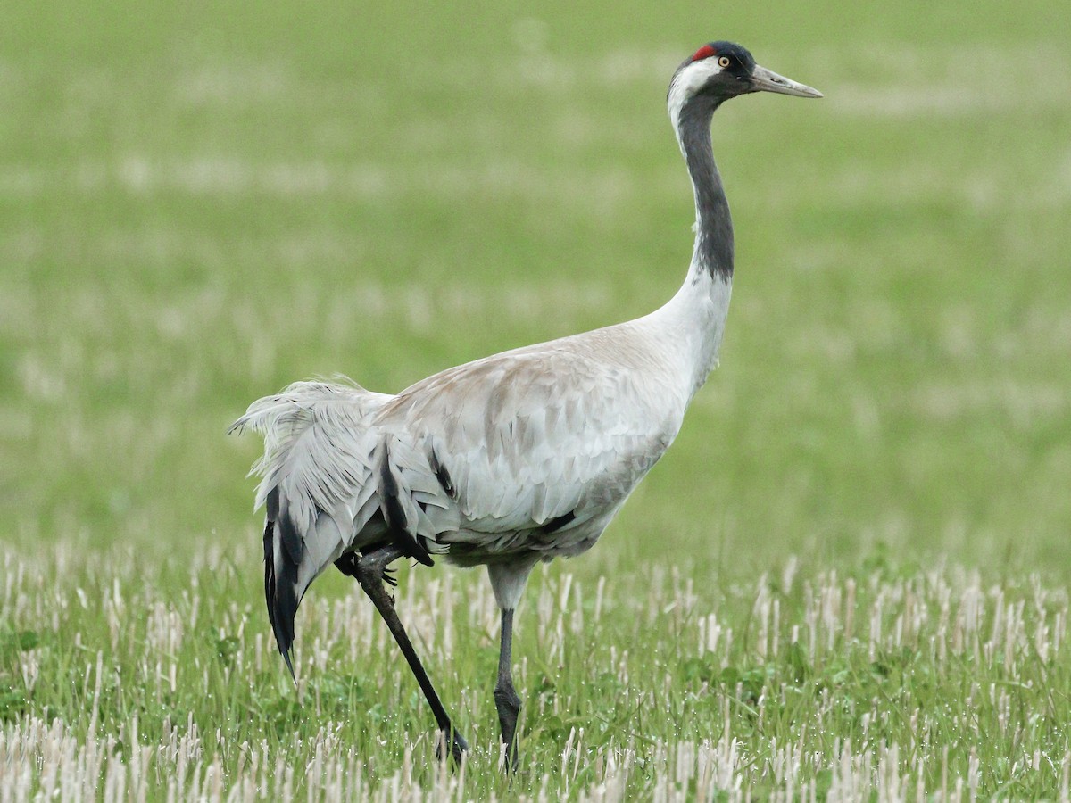 世界ツル大鑑 15の鳥の物語 World's Cranes | 林田 恒夫 |本