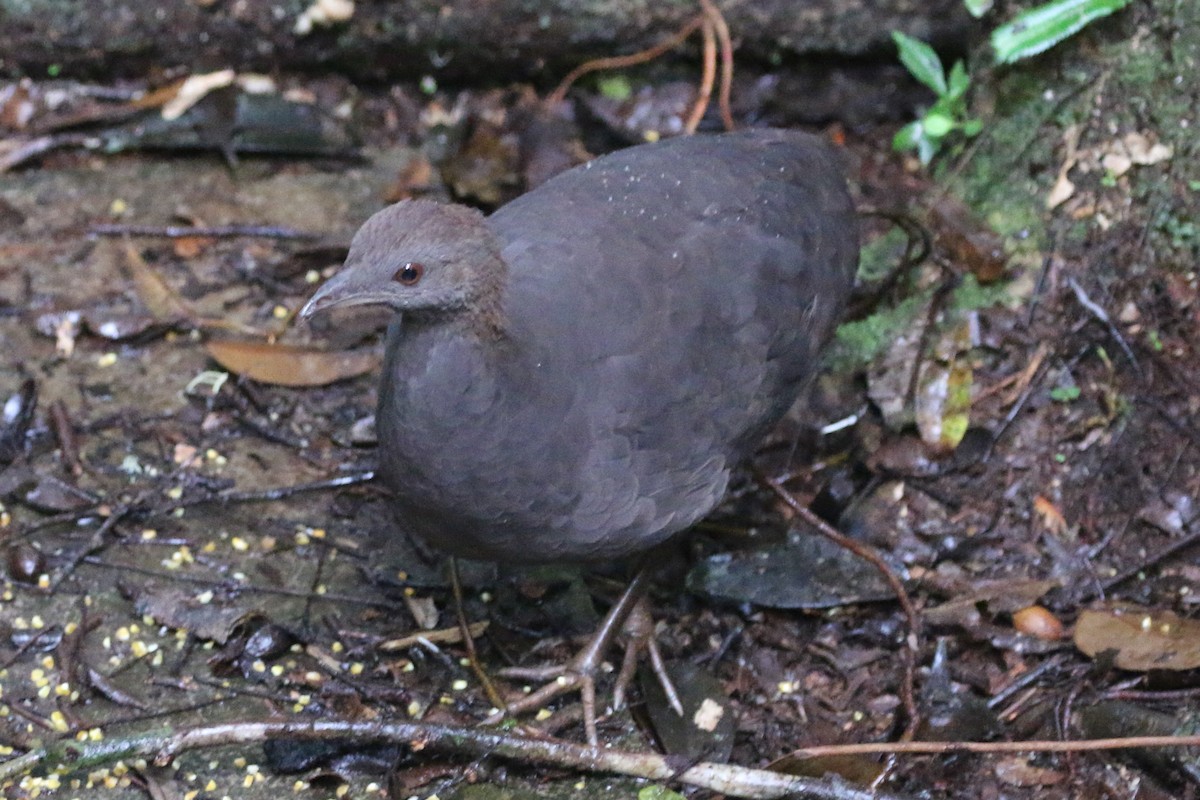 Tinamou cendré - ML168489141