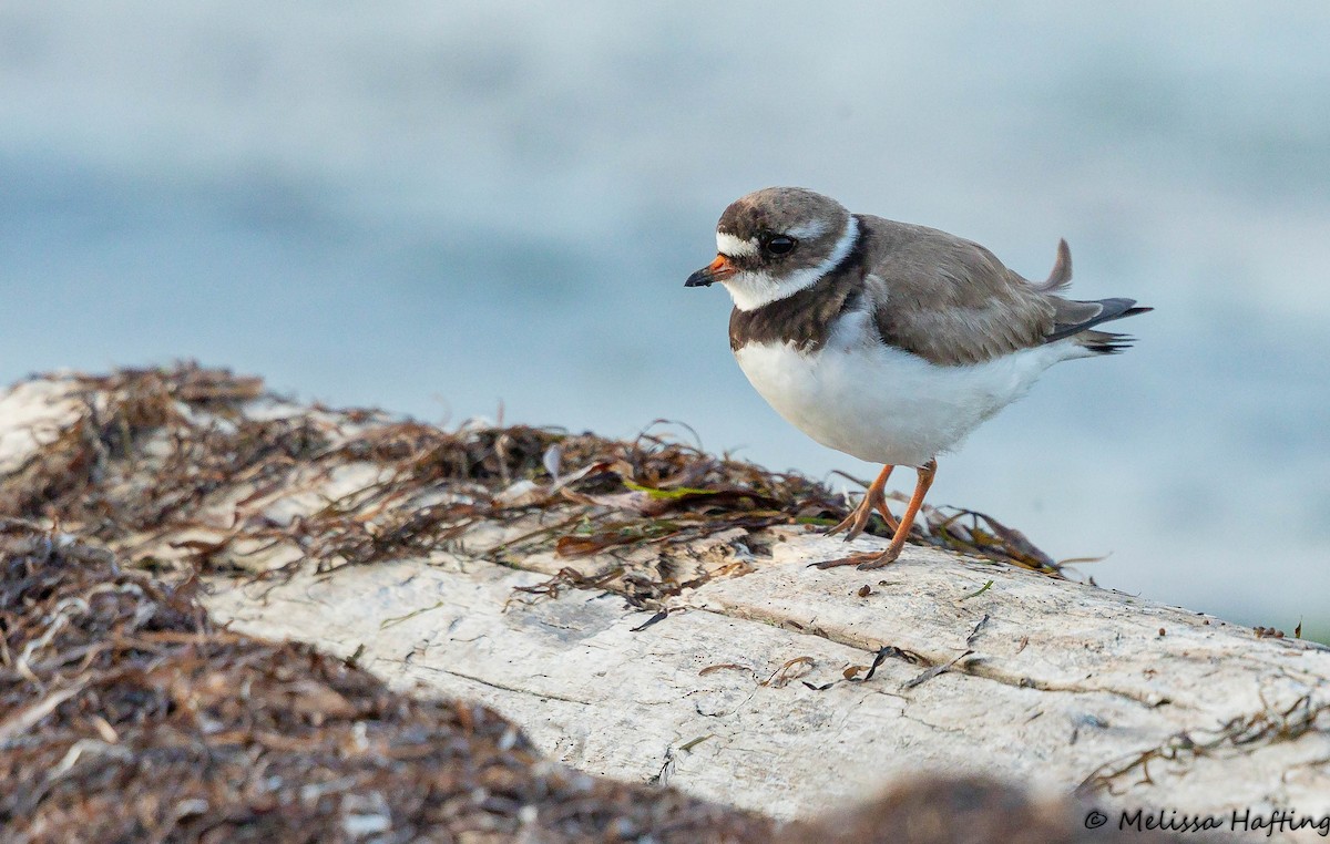 Common Ringed Plover - ML168489171